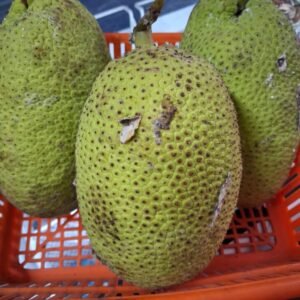 Breadfruit (Jeegujje)